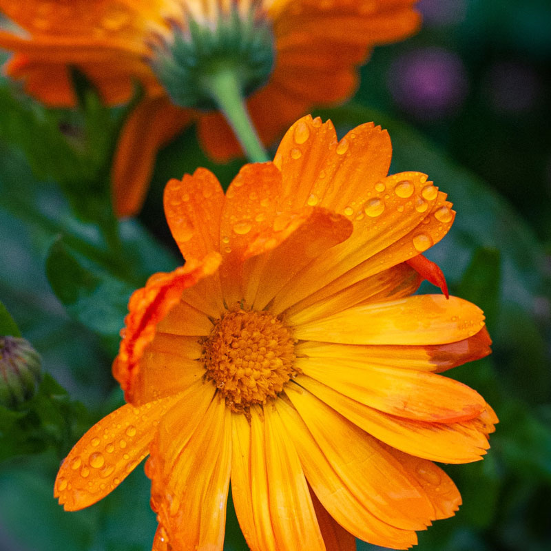 Calendula