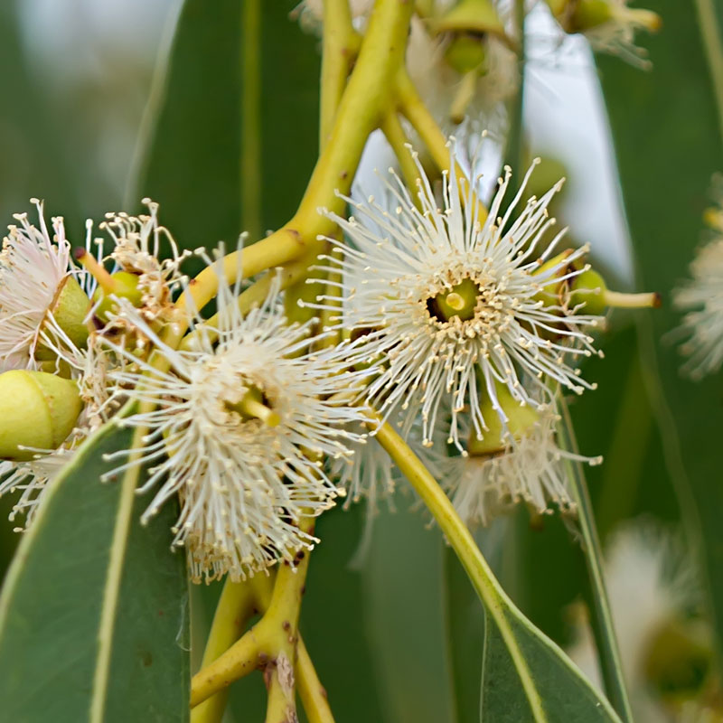 Eucalyptus