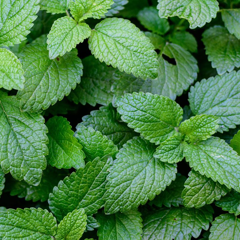 Menthe
