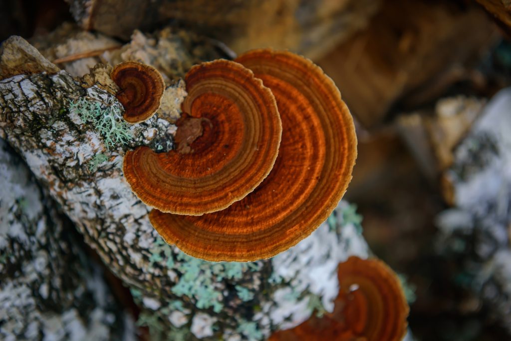 Chaga paddenstoel voor anti-aging gummies